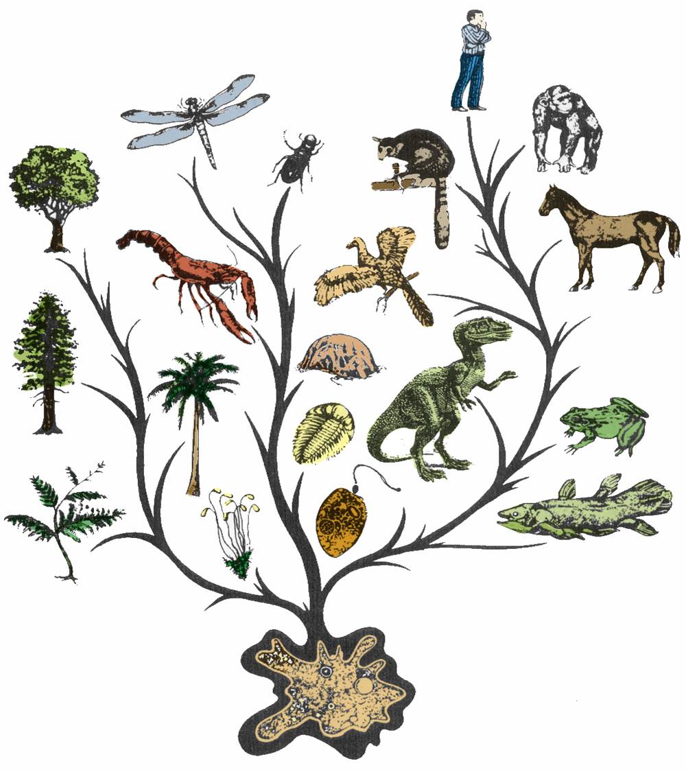 داروینیسم و تکامل گرایی